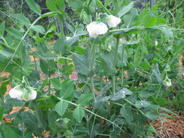 Pea-Flowers-May-2010.JPG