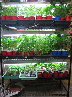 Backyard gardening on Ann Arbors West Side: compost, a cold frame ...