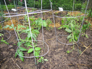 Tomato-Plants-Early-Spring-Ann-Arbor.JPG