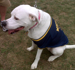 dog, michigan, wolverine, shirt, canine