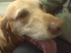 yellow lab, dog, face