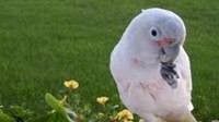 bird, Goffins, Cockatoo, exotic, white