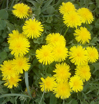 feldt dandelion.jpg