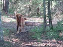dog-camping.jpg