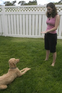 dog-training.jpg