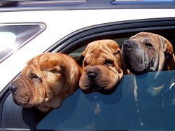 dogs-in-car.jpg
