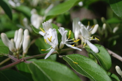 honeysuckle flower.JPG