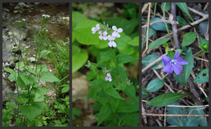 invasives collage1.jpg