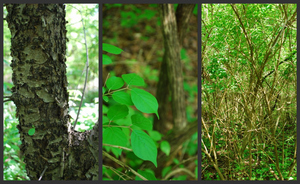 invasives collage2.jpg