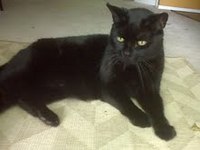 black, cat, feline