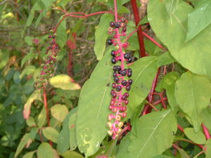 feldt poke berries.jpg