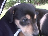 puppy, dog, lab, shephard, black