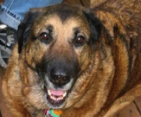 Thumbnail image for St. Bernard/Shephard Mix, dog, canine, face