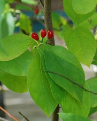 spicebush berries cropped.jpg