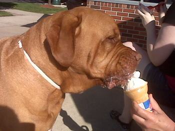 Spike, Mastiff, dog,