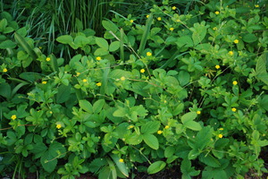 strawberry and potentilla.jpg