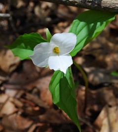 trillium-apr09-6-crop.jpg