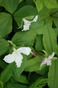 trillium-white and pink.JPG