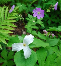 trillium-wild geranium-crop.jpg
