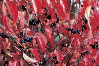 viburnum lentago fall leaves.jpg