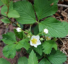 wild strawberry2-crop.jpg