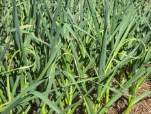 Borden - scapes in situ