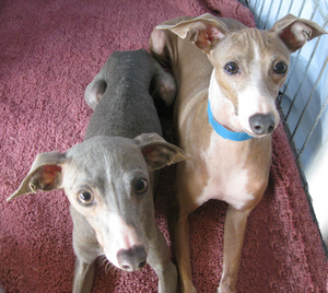 Adult_Whippets_3.jpg