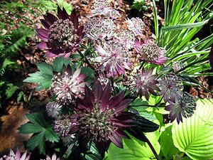 MillaAstrantiaVenice.jpg