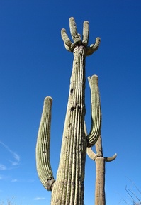 Cactus_CCSearchNetMedia.jpg