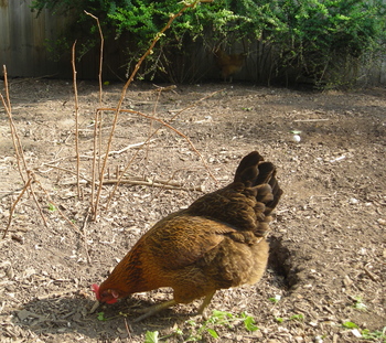Borden - Chicken in run