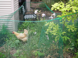 Borden - Chicken in area between driveways