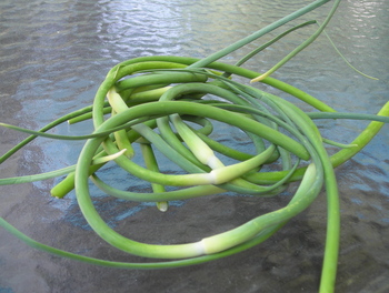 Borden - Garlic Scapes