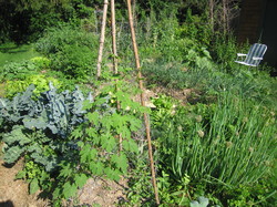 Garden-Shot-From-Bitter-Gourd-Sunny.JPG