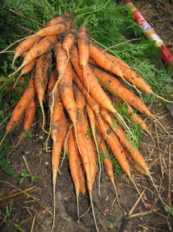 Nelson-Carrot-Harvest