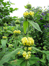 MillaPhlomisRusseliana.jpg