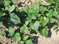 Sweet-Potato-Plants.JPG