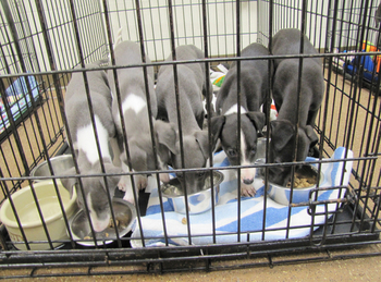 Thumbnail image for Whippet_Puppies.jpg
