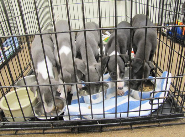 Whippet_Puppies.jpg