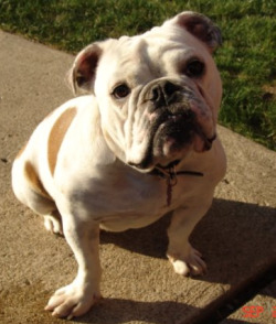 bulldog, english, dog, 