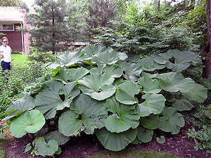 MillaButterbur.jpg