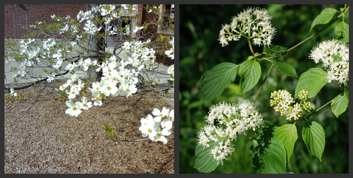 cornus florida and alternifolia.jpg