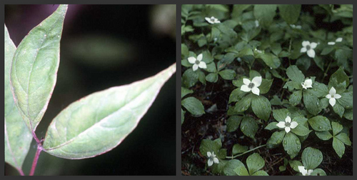 cornus foemina and canadensis.jpg