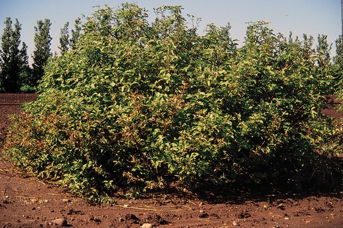 cornus sericea usda plants.jpg