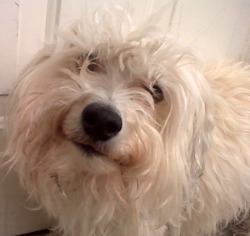 Thumbnail image for dog, white, face