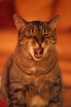 harleycat.jpg