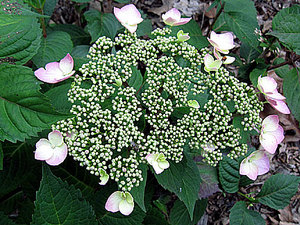 MillaHydrangea.jpg