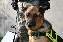 military-dog.jpg