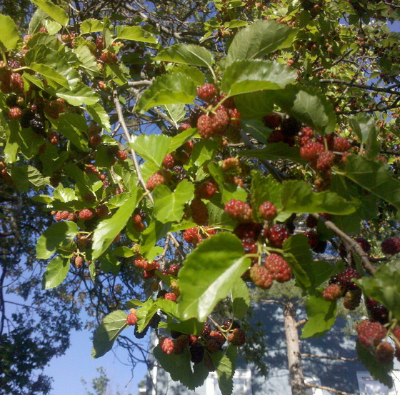 feldt mulberries.jpg
