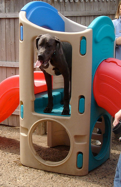 Pooch in the playhouse