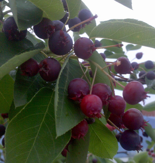 feldt serviceberry.jpg